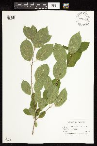 Rhamnus cathartica image