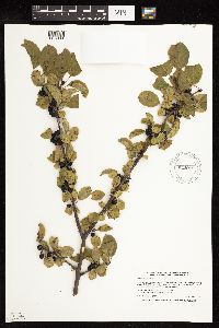 Rhamnus cathartica image