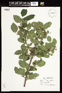 Rhamnus cathartica image