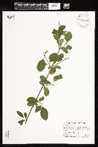 Rhamnus cathartica image