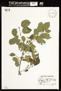 Rhamnus cathartica image