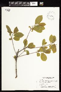 Frangula alnus image