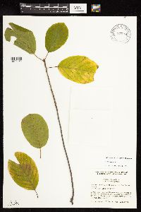 Frangula alnus image