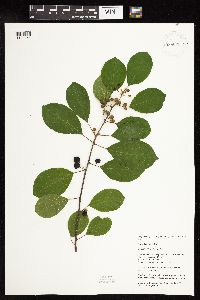Frangula alnus image