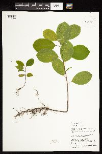 Frangula alnus image