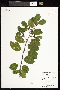 Frangula alnus image
