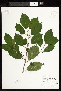 Frangula alnus image