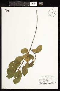 Frangula alnus image