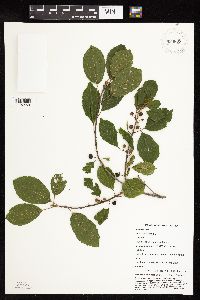 Frangula alnus image