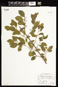 Frangula alnus image
