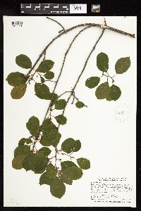 Frangula alnus image