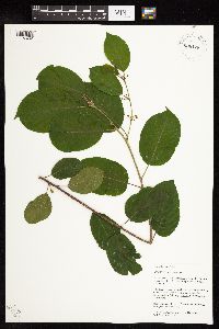 Frangula alnus image