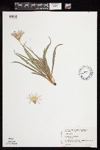 Agoseris glauca var. glauca image