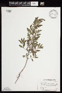 Ambrosia psilostachya image