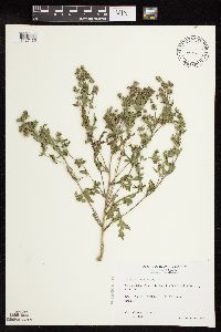 Ambrosia psilostachya image