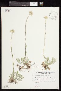 Antennaria howellii image