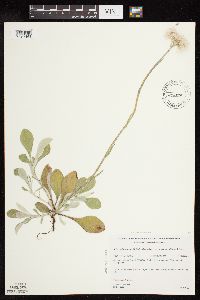 Antennaria parlinii subsp. fallax image