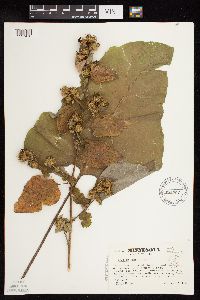 Arctium minus image