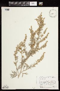 Artemisia absinthium image