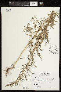 Artemisia biennis image