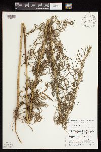 Artemisia biennis image