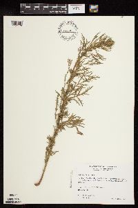 Artemisia biennis image