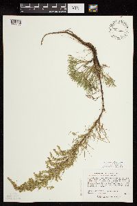 Artemisia campestris image