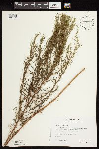 Artemisia dracunculus image