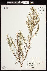 Artemisia dracunculus image