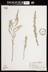 Artemisia frigida image