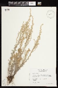 Artemisia frigida image