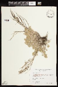 Artemisia frigida image