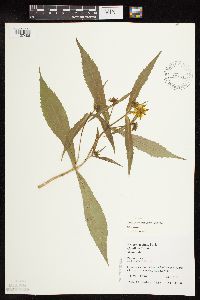 Bidens tripartita image
