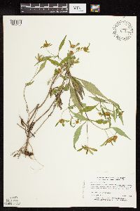Bidens tripartita image