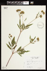 Bidens vulgata image