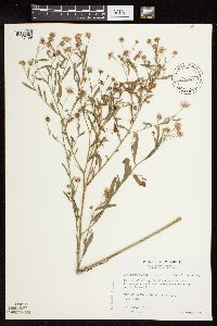 Boltonia asteroides image