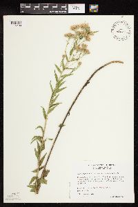 Brickellia eupatorioides image