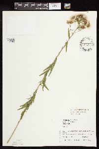 Brickellia eupatorioides image