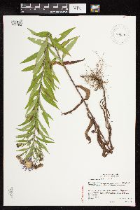 Canadanthus modestus image