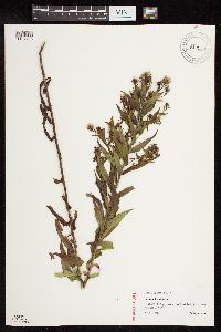 Canadanthus modestus image