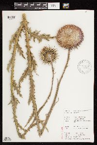 Carduus nutans image
