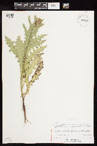 Carduus nutans image