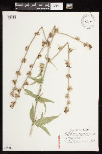 Cichorium intybus image