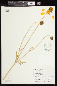 Coreopsis lanceolata image