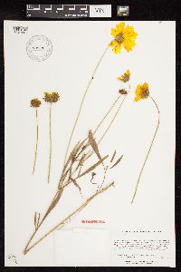 Coreopsis lanceolata image