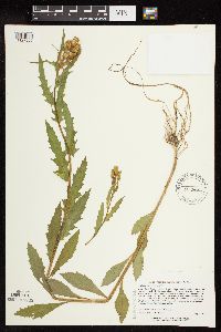 Erechtites hieraciifolius image