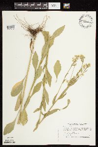 Erigeron annuus image