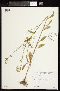 Erigeron annuus image