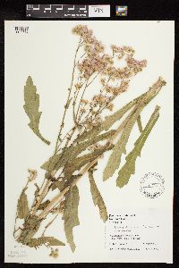 Erigeron philadelphicus image