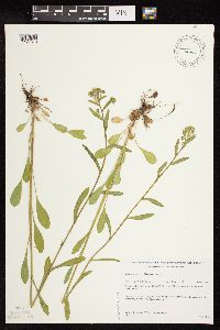 Image Associated With the Occurrence